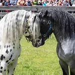 شقة Hochalmbahnen Chalets 13W3, Alpenmohn, Nahe Gondel, Hunde Willkommen *